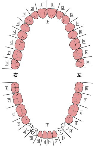 歯式