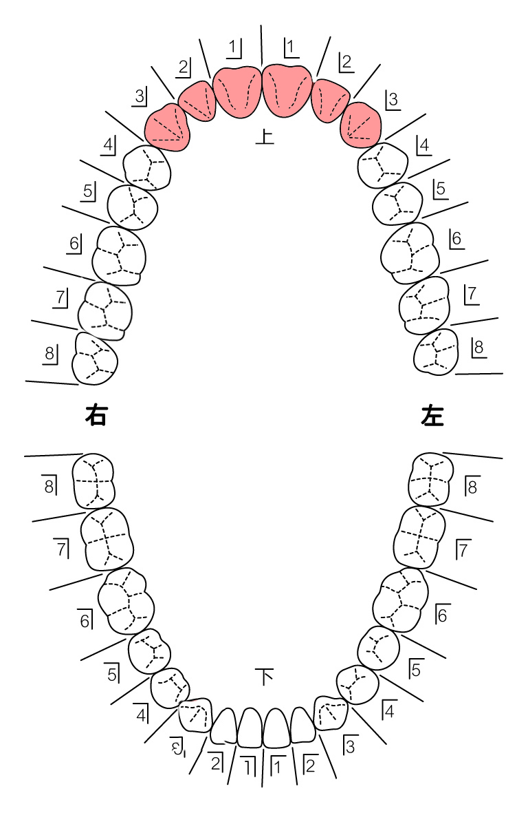 歯式